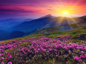 Purple Sunset Over Flowers Meadow Paint By Numbers