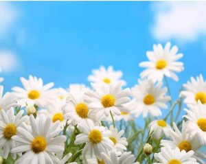 Oxeye Daisies Paint By Numbers