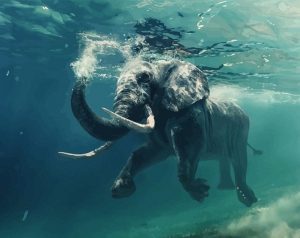 Elephant Underwater Paint By Numbers