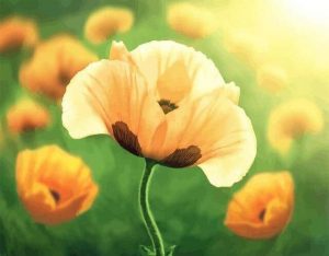 Yellow Poppy Paint By Numbers