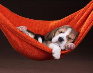 Dog In Hammock Paint By Numbers