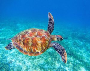 Sea Turtle Paint By Numbers