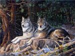 Wild Wolves In Snow Paint By Numbers