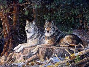 Wild Wolves In Snow Paint By Numbers