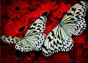 Butterflies On Red Flowers Paint By Numbers