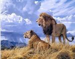 Wild Lion Couple Paint By Numbers