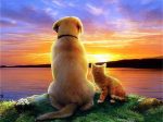 Cat And Dog At Sunset Paint By Numbers