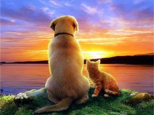 Cat And Dog At Sunset Paint By Numbers