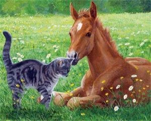 Cat And Horse In Meadow Paint By Numbers