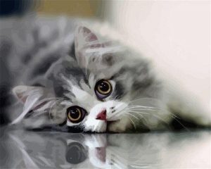Grey Cat Paint By Numbers