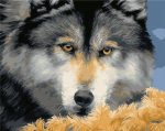 Yellow Eyes Wolf Paint By Numbers
