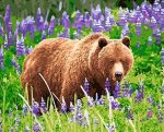Bear In Lavender Paint By Numbers