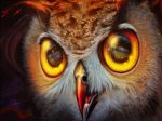 Yellow Eyes Owl Paint By Numbers