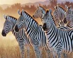 Zebra Herd Paint By Numbers