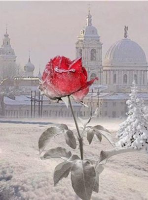 Red Rose In Winter Paint By Numbers
