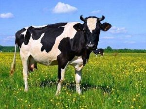 Countryside Cow Paint By Numbers