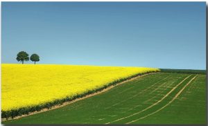 Countryside Field Paint By Numbers