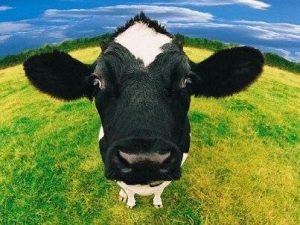 Cow Head Paint By Numbers