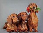 Dachshund Dogs Paint By Numbers