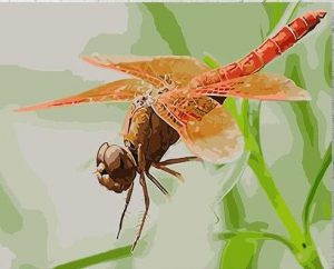 Dragonfly Insect Paint By Numbers