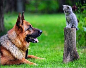 German Shepherd Dog And Kitten Paint By Numbers