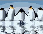 Penguin Birds Paint By Numbers
