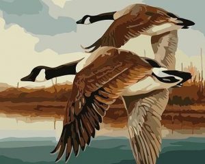 Flying Ducks Birds Paint By Numbers