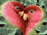 Heart Birds Paint By Numbers