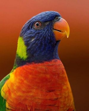 Rainbow Lorikeet Paint By Numbers
