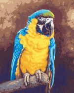 Blue Gold Macaw Paint By Numbers