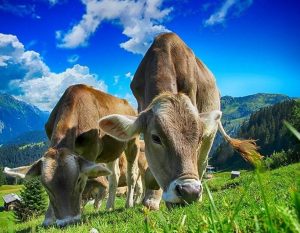 Cows Grazing Paint By Numbers