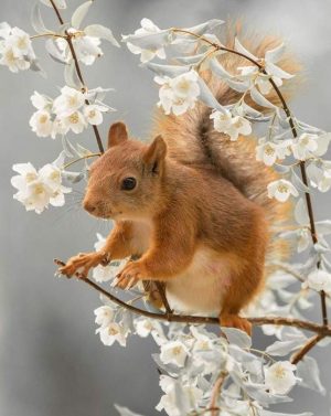 Squirrel And White Blossoms Paint By Numbers