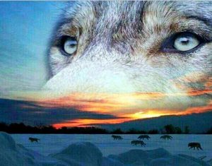 Sunset Wolfdog Paint By Numbers