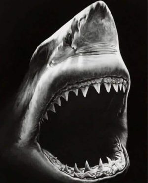 Monochrome Shark Paint By Numbers