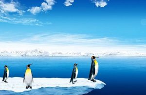 Penguin In North Pole Paint By Numbers