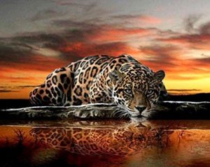 Leopard Stare Animals Paint By Numbers