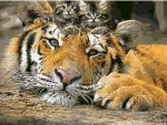 Tiger Kittens Animals Paint By Numbers
