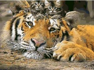 Tiger Kittens Animals Paint By Numbers
