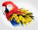 Macaws Bird Paint By Numbers