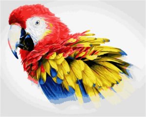 Macaws Bird Paint By Numbers