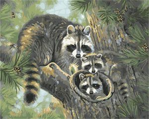 Raccoon Family Paint By Numbers