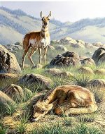Deer In The Mountain Paint By Numbers