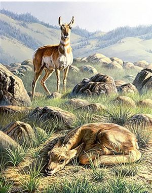Deer In The Mountain Paint By Numbers