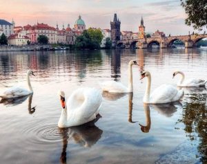 Vltava River Swans Paint By Numbers