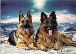 German Shepherd Paint By Numbers