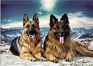 German Shepherd Paint By Numbers