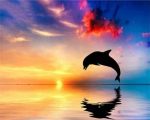 Dolphin Silhouette Paint By Numbers