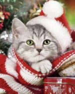 Christmas Kitten Paint By Numbers