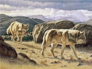 Wild Wolves Paint By Numbers