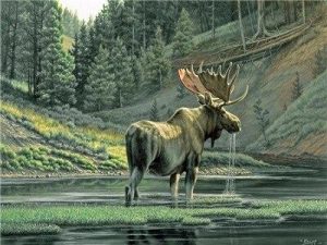 Wild Moose In River Paint By Numbers
